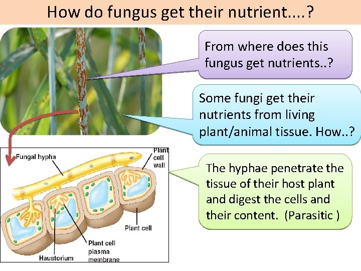 How do fungus get their nutrient. . ? From where does this fungus get