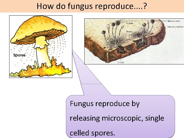 How do fungus reproduce. . ? Fungus reproduce by releasing microscopic, single celled spores.