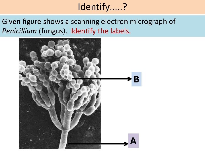 Identify. . . ? Given figure shows a scanning electron micrograph of Penicillium (fungus).