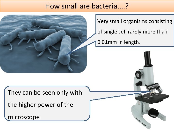 How small are bacteria. . ? Very small organisms consisting of single cell rarely