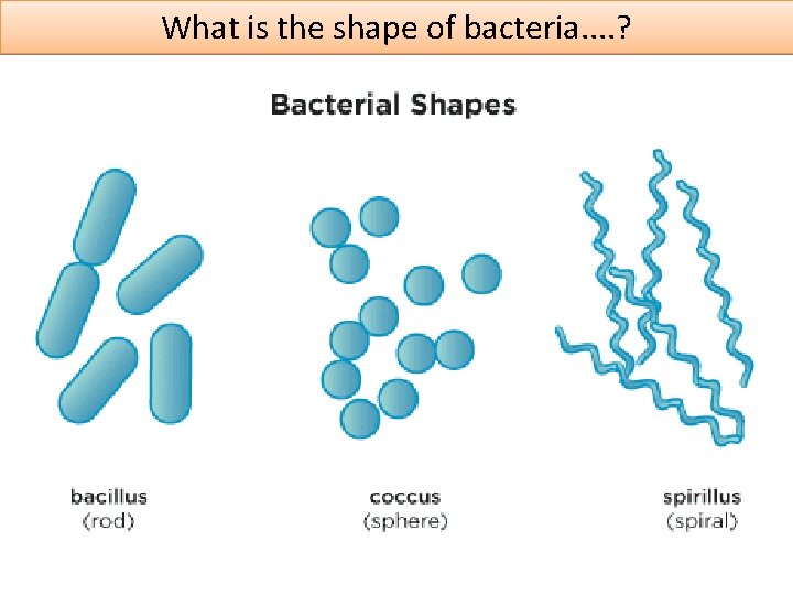 What is the shape of bacteria. . ? 