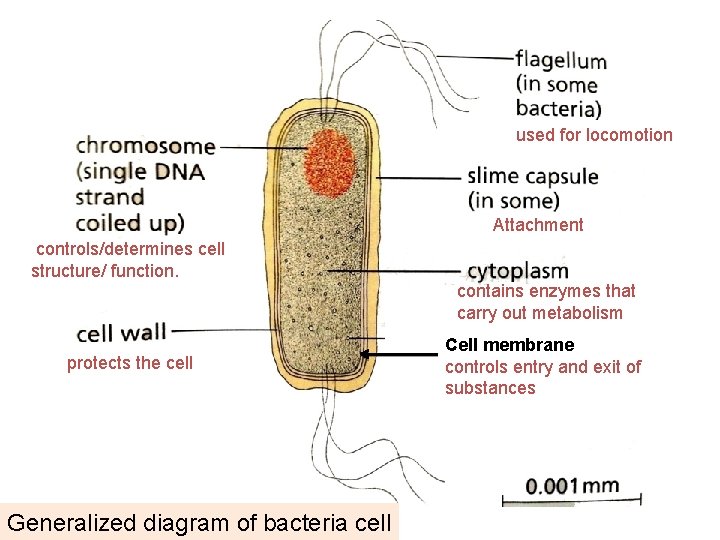  used for locomotion Attachment controls/determines cell structure/ function. contains enzymes that carry out