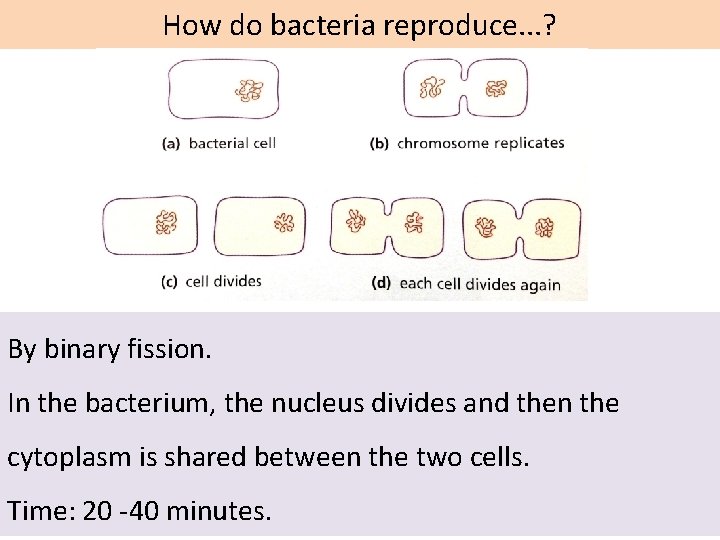 How do bacteria reproduce. . . ? By binary fission. In the bacterium, the
