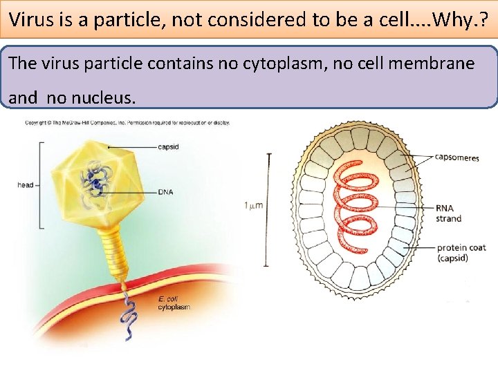 Virus is a particle, not considered to be a cell. . Why. ? The