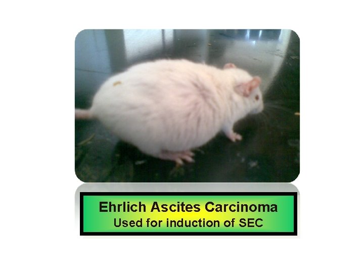 Ehrlich Ascites Carcinoma Used for induction of SEC 