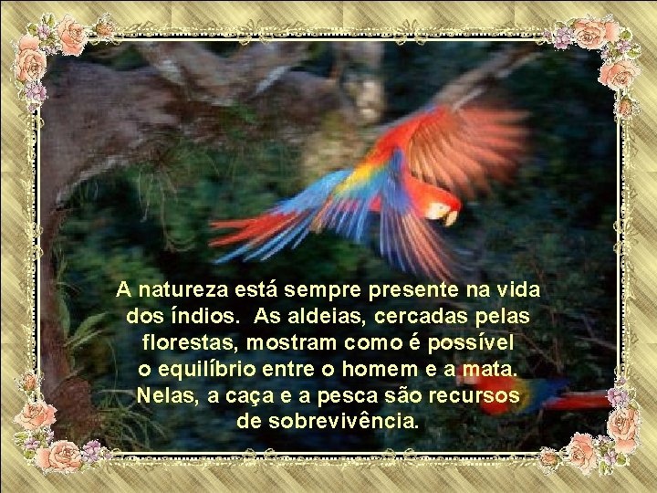 A natureza está sempre presente na vida dos índios. As aldeias, cercadas pelas florestas,