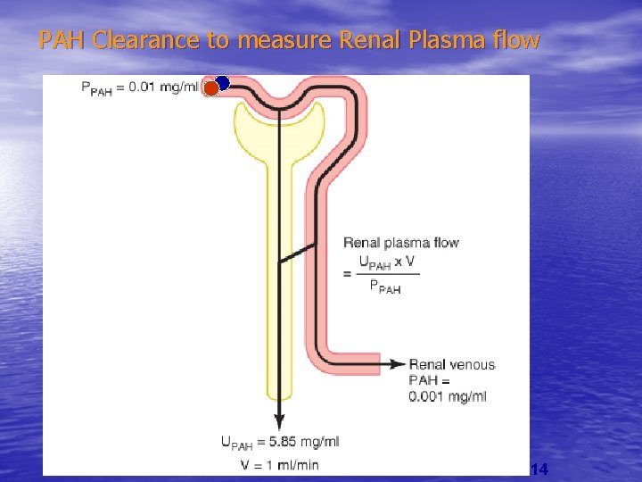 PAH Clearance to measure Renal Plasma flow 14 