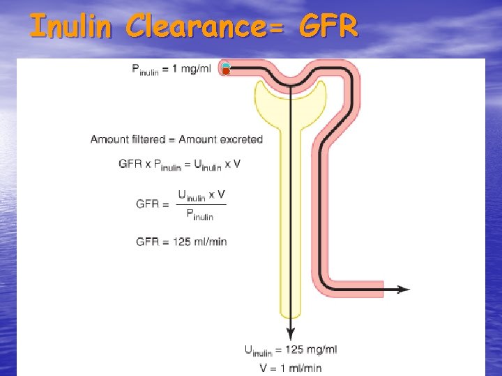 Inulin Clearance= GFR 7 