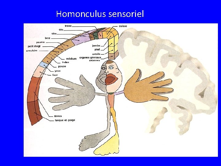 Homonculus sensoriel 