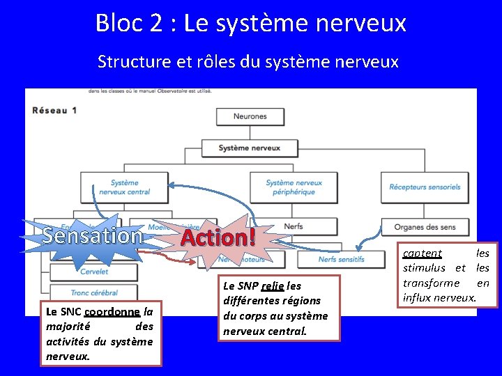 Bloc 2 : Le système nerveux Structure et rôles du système nerveux Sensation Le