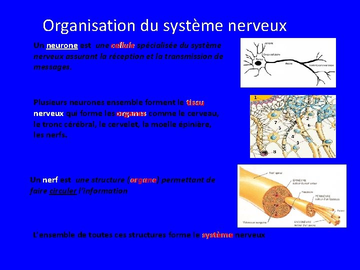 Organisation du système nerveux Un neurone est une cellule spécialisée du système cellule nerveux