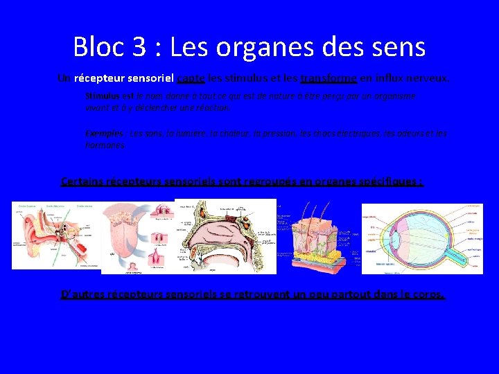 Bloc 3 : Les organes des sens Un récepteur sensoriel capte les stimulus et