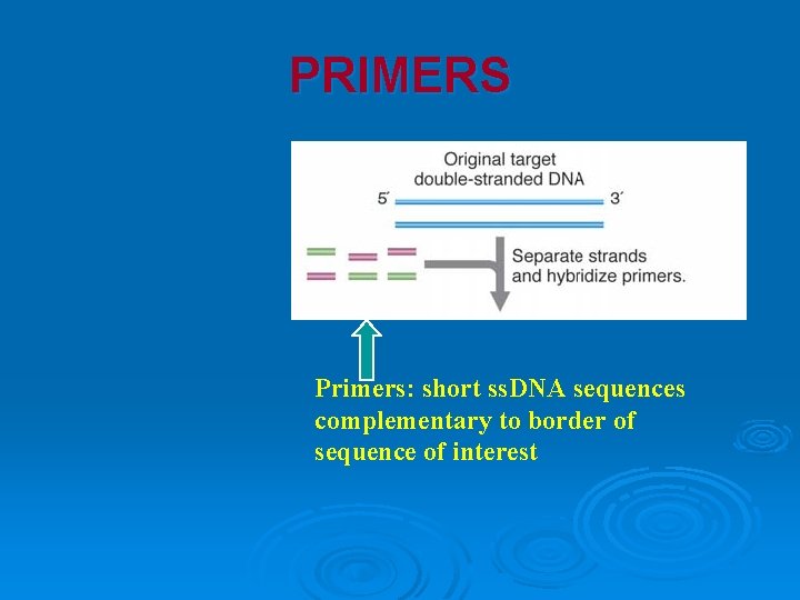 PRIMERS Primers: short ss. DNA sequences complementary to border of sequence of interest 