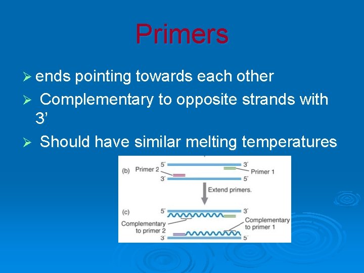 Primers Ø ends pointing towards each other Complementary to opposite strands with 3’ Ø