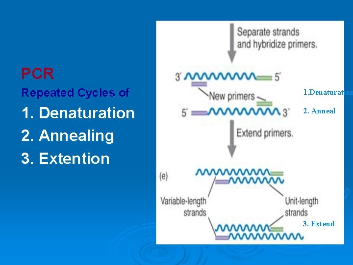 PCR Repeated Cycles of 1. Denaturation 2. Annealing 3. Extention 2. Anneal 3. Extend