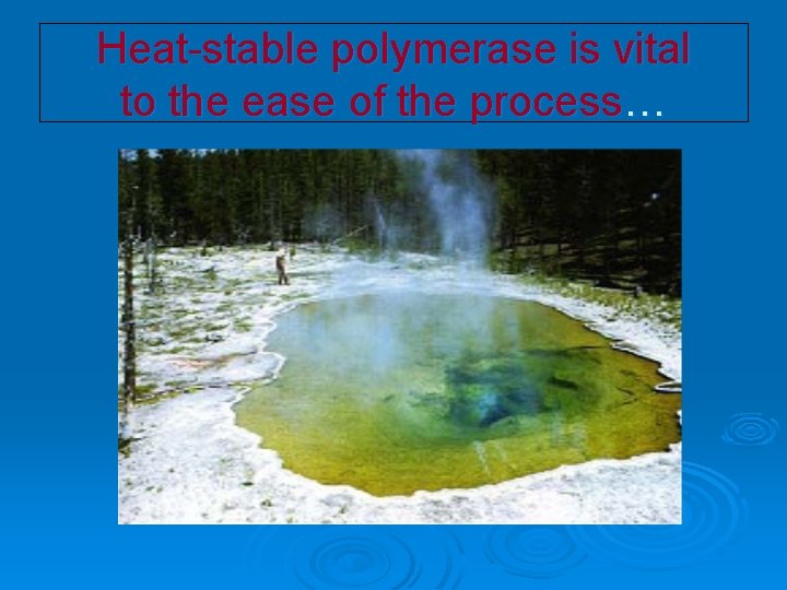 Heat-stable polymerase is vital to the ease of the process… 