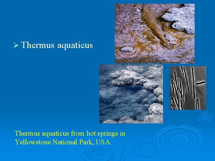 Ø Thermus aquaticus from hot springs in Yellowstone National Park, USA. 