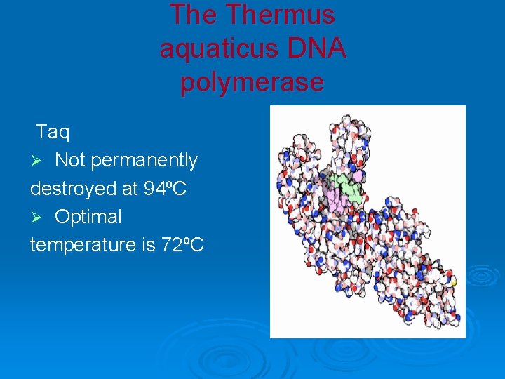The Thermus aquaticus DNA polymerase Taq Ø Not permanently destroyed at 94ºC Ø Optimal