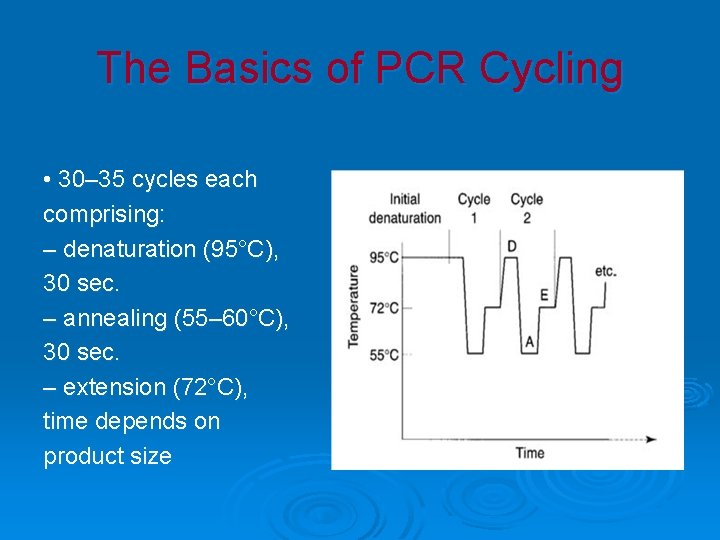 The Basics of PCR Cycling • 30– 35 cycles each comprising: – denaturation (95°C),