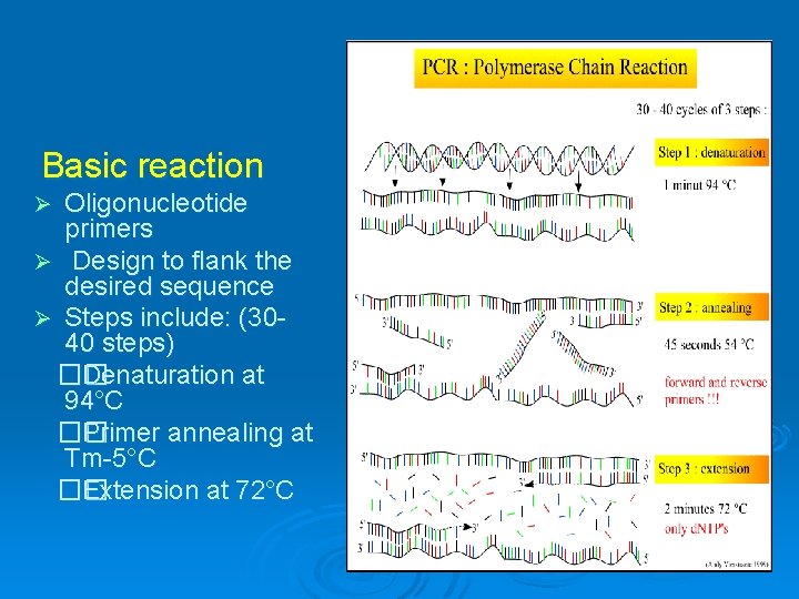 Basic reaction Oligonucleotide primers Ø Design to flank the desired sequence Ø Steps include: