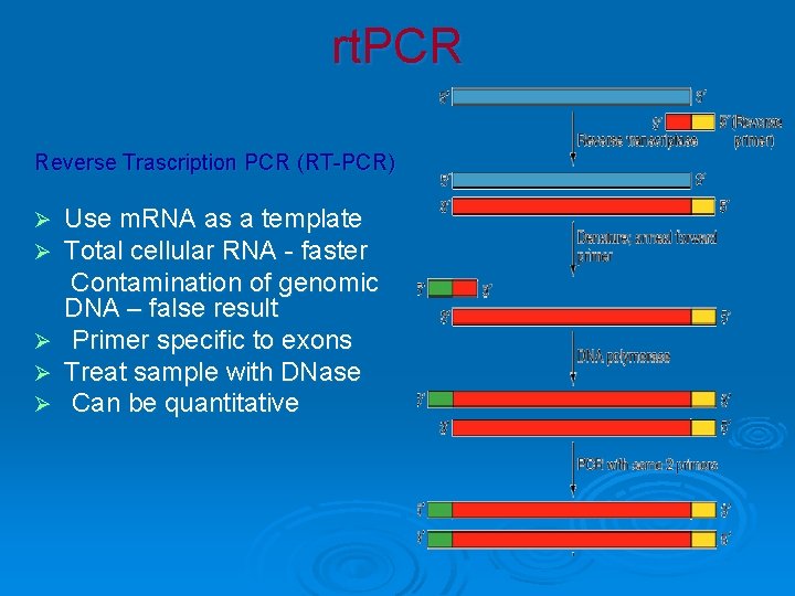 rt. PCR Reverse Trascription PCR (RT-PCR) Ø Ø Ø Use m. RNA as a