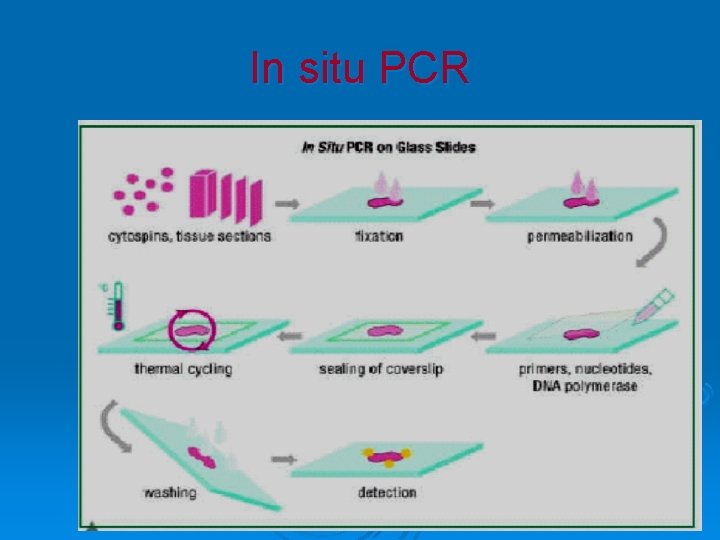 In situ PCR 