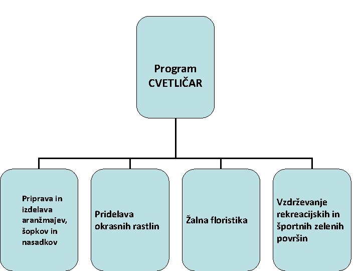 Program CVETLIČAR Priprava in izdelava aranžmajev, šopkov in nasadkov Pridelava okrasnih rastlin Žalna floristika