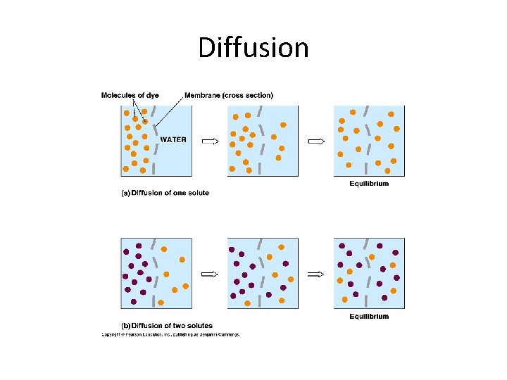 Diffusion 