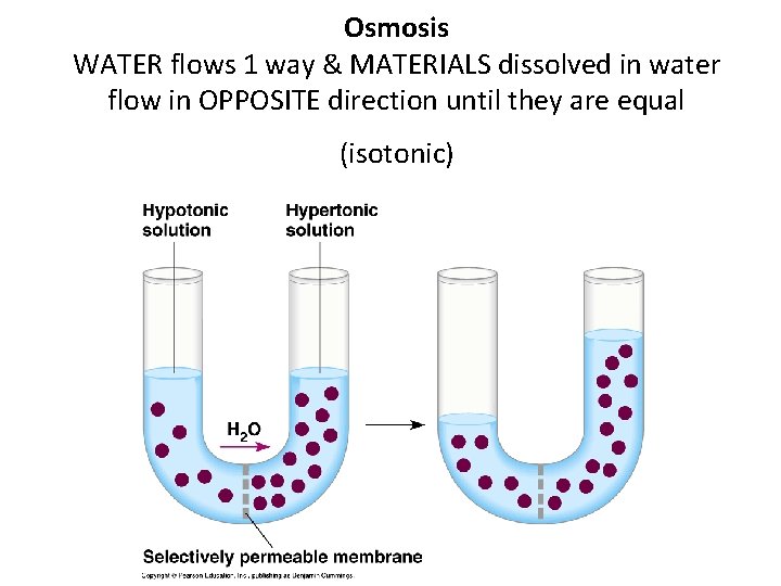 Osmosis WATER flows 1 way & MATERIALS dissolved in water flow in OPPOSITE direction