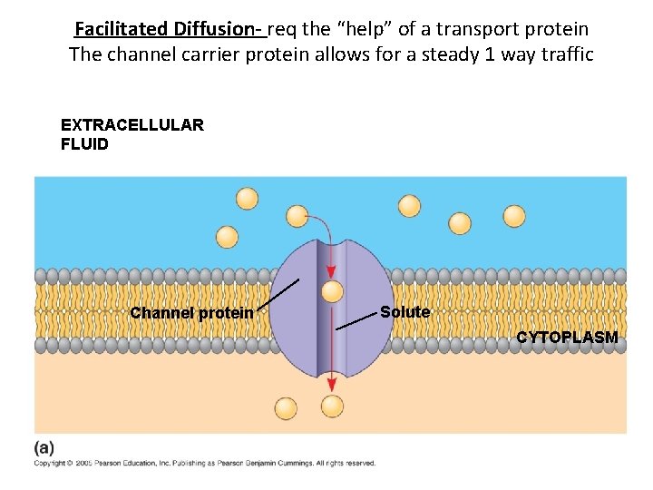 Facilitated Diffusion- req the “help” of a transport protein The channel carrier protein allows