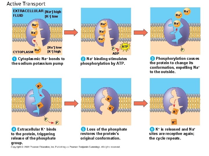 Active Transport EXTRACELLULAR [Na+] high FLUID [K+] low Na+ Na+ CYTOPLASM [Na+] low [K+]