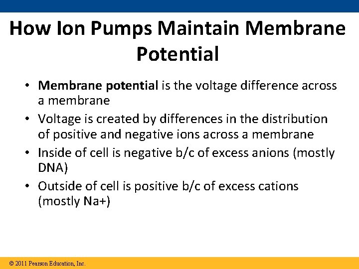 How Ion Pumps Maintain Membrane Potential • Membrane potential is the voltage difference across