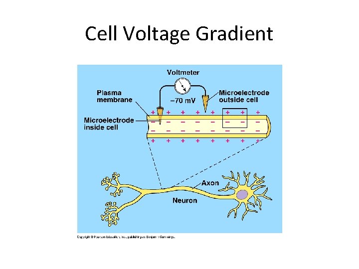 Cell Voltage Gradient 