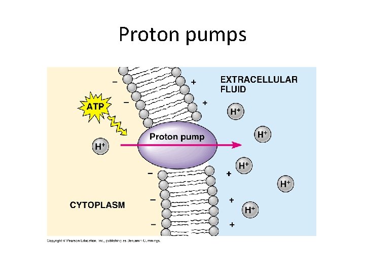 Proton pumps 