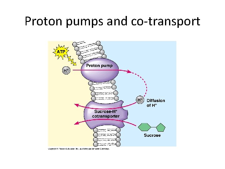 Proton pumps and co-transport 