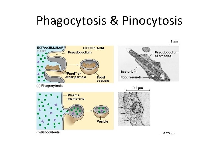 Phagocytosis & Pinocytosis 