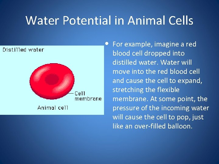 Water Potential in Animal Cells • For example, imagine a red blood cell dropped