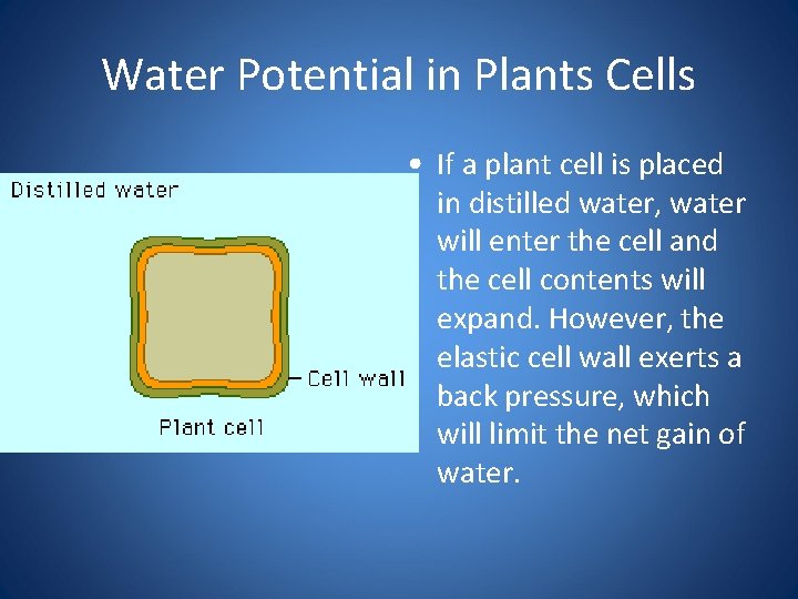 Water Potential in Plants Cells • If a plant cell is placed in distilled