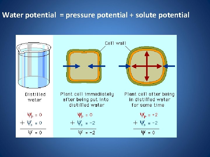 Water potential = pressure potential + solute potential 