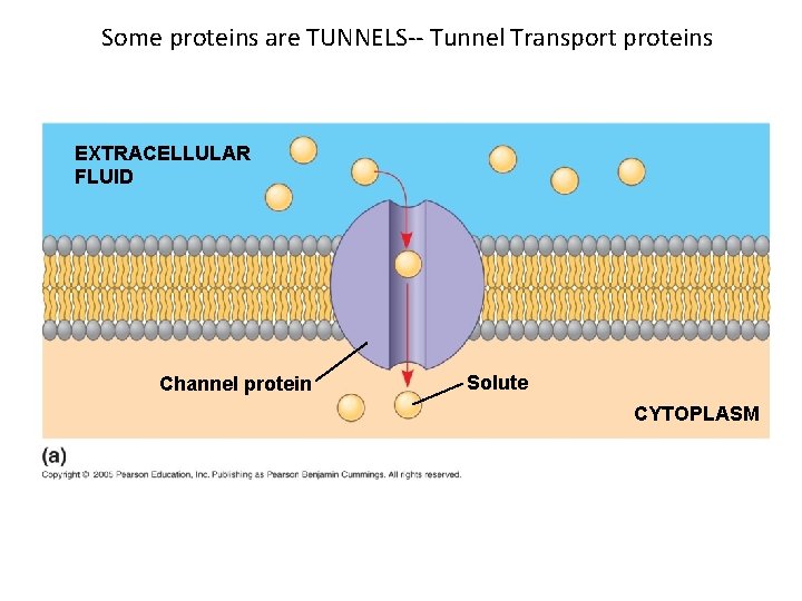 Some proteins are TUNNELS-- Tunnel Transport proteins EXTRACELLULAR FLUID Channel protein Solute CYTOPLASM 