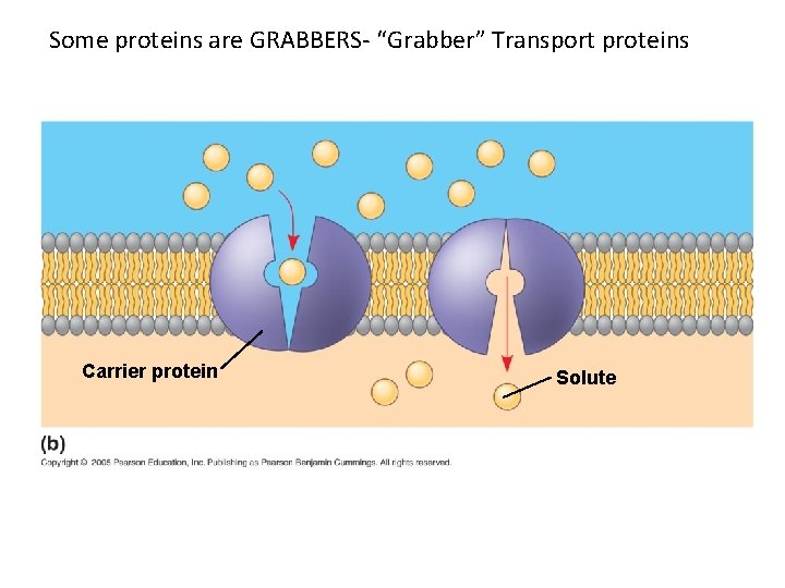 Some proteins are GRABBERS- “Grabber” Transport proteins Carrier protein Solute 