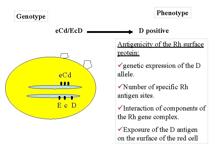 Phenotype Genotype e. Cd/Ec. D D positive Antigenicity of the Rh surface protein: e.