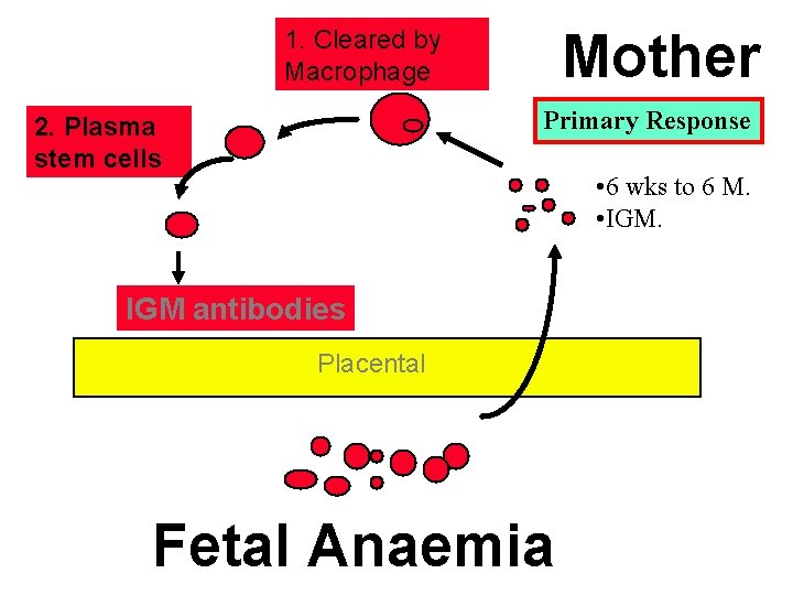 Mother 1. Cleared by Macrophage Primary Response 2. Plasma stem cells • 6 wks