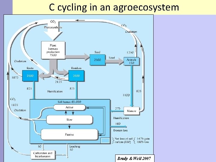 C cycling in an agroecosystem Brady & Weil 2007 