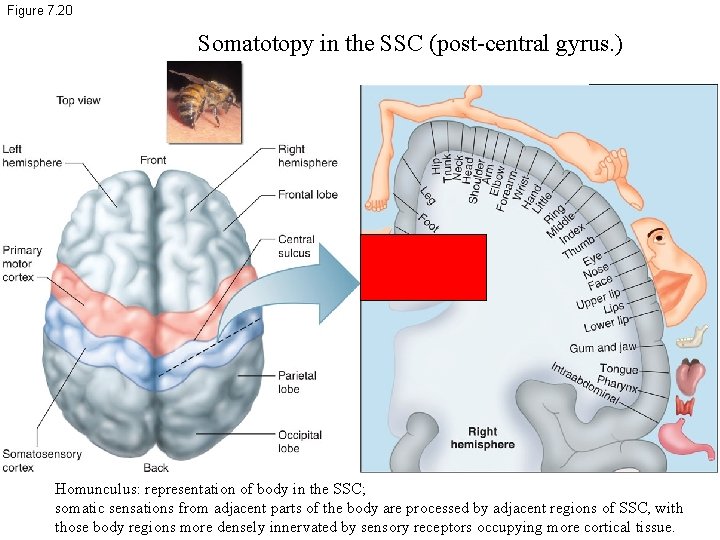 Figure 7. 20 Somatotopy in the SSC (post-central gyrus. ) Homunculus: representation of body