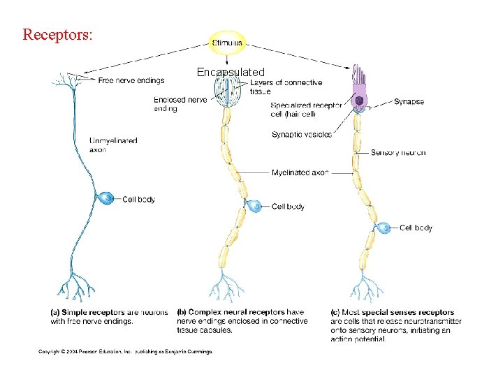 Receptors: Encapsulated 