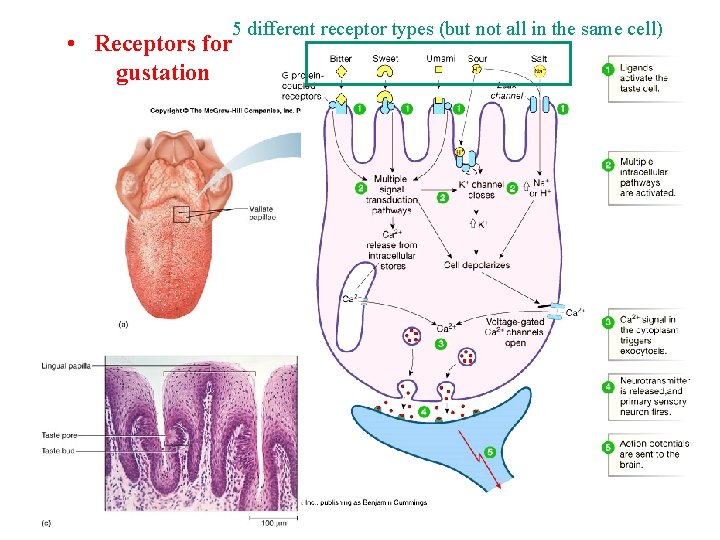 5 different receptor types (but not all in the same cell) • Receptors for