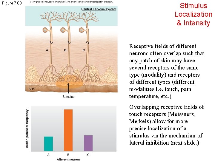 Figure 7. 08 Stimulus Localization & Intensity Receptive fields of different neurons often overlap