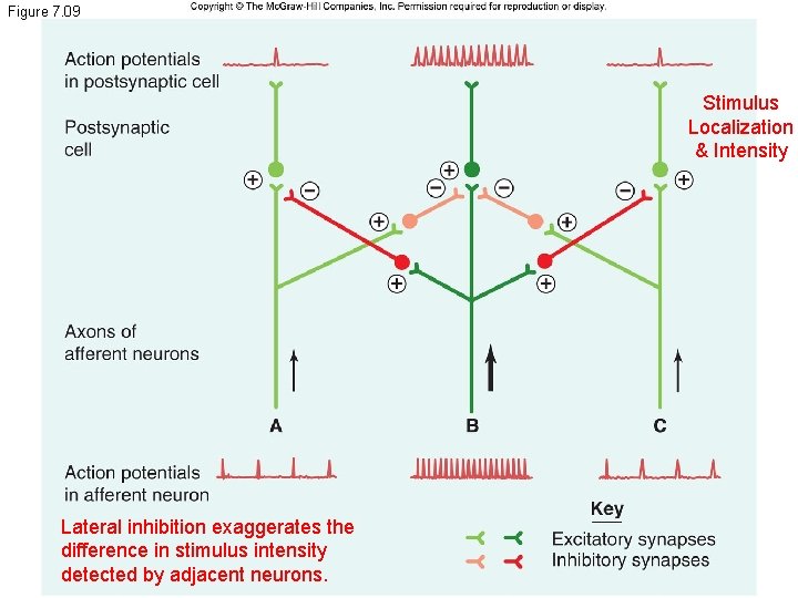 Figure 7. 09 Stimulus Localization & Intensity Lateral inhibition exaggerates the difference in stimulus