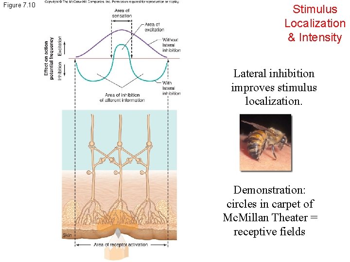 Figure 7. 10 Stimulus Localization & Intensity Lateral inhibition improves stimulus localization. Demonstration: circles